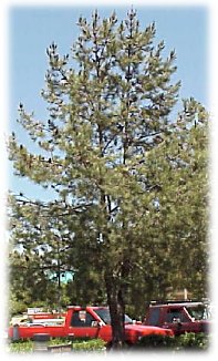 Mondell Pine Tree