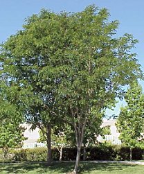 Pink Flowering Locust Tree